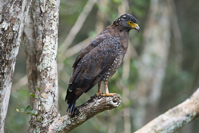 Indische Slangenarend